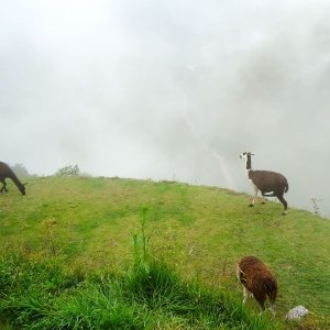 Llamas at Machu Picchu