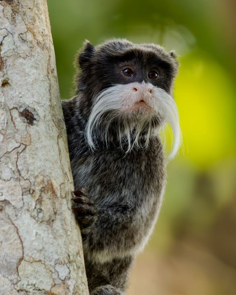 Emperor Tamarin