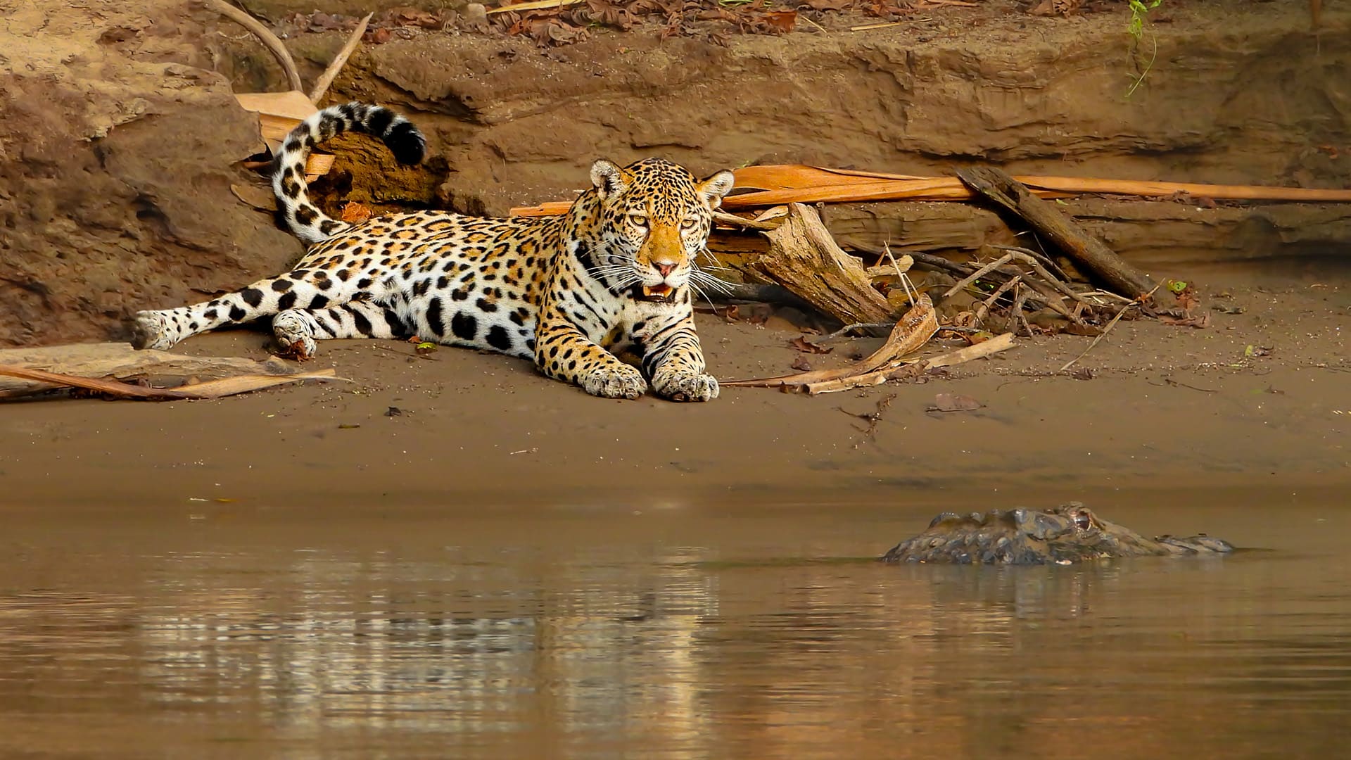 Jaguar Found in Manu River