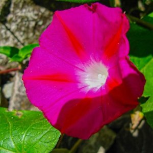 Salkantay Trek Flower