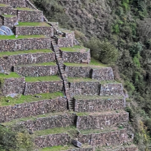 Choquequirao Llamas